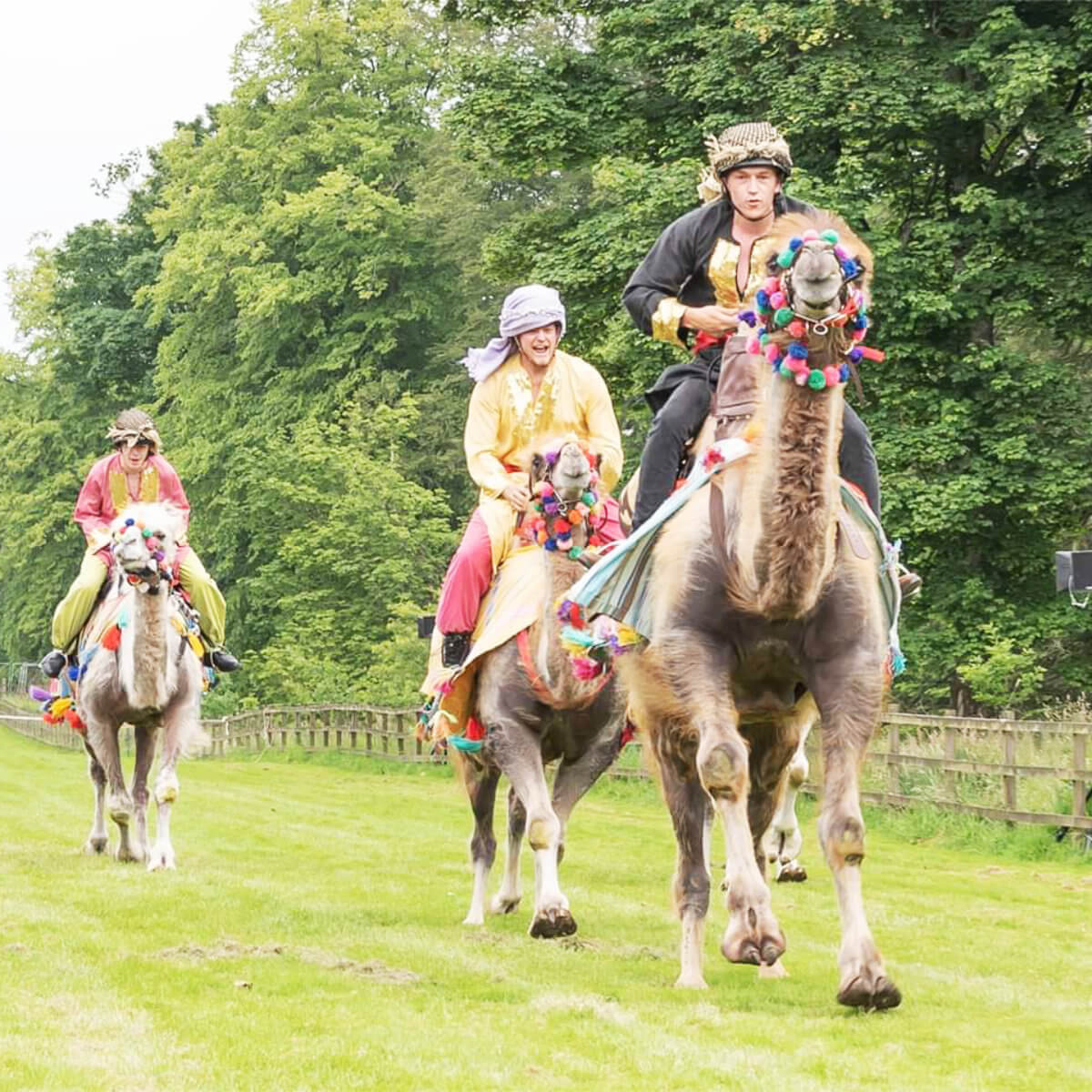 Josephs Amazing Camels